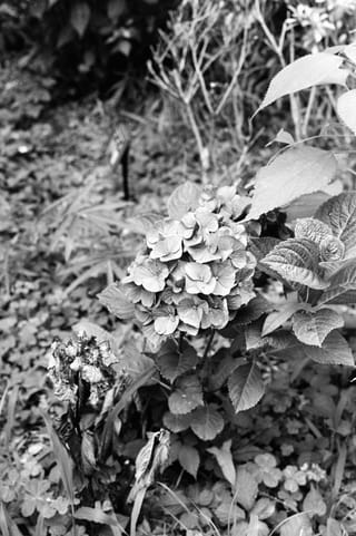 ILFORD FP4 PLUS 35mmで撮影した作例写真 3 - 135 / ISO 125 / モノクロ / ネガ / 135 / 36枚撮り / ISO 125